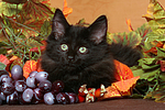 Norwegische Waldkatze Kätzchen / norwegian forestcat kitten