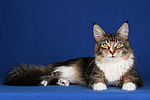 liegende Maine Coon / lying maine coon