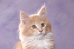 Maine Coon Kätzchen Portrait / maine coon kitten portrait