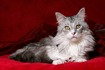 liegende Maine Coon / lying Maine Coon