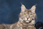 Maine Coon