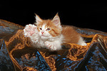 Maine Coon Kätzchen / maine coon kitten