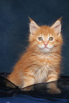 Maine Coon Kätzchen / maine coon kitten