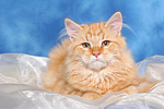 Sibirische Katze / siberian cat