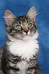 Norwegisches Waldkätzchen Portrait / Norwegian Forestcat kitten portrait