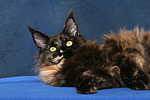 Maine Coon