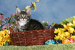 Maine Coon Kätzchen / maine coon kitten