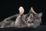 Maine Coon