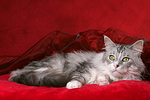 liegende Maine Coon / lying Maine Coon