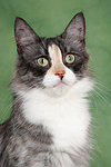 Norwegische Waldkatze Portrait / Norwegian Forestcat Portrait