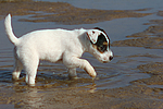 Parson Russell Terrier Welpe / parson russell terrier puppy