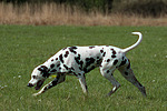 Dalmatiner / dalmatian