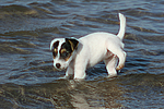 Parson Russell Terrier Welpe / parson russell terrier puppy