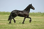 trabender Friese / trotting friesian horse