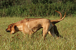 2 Rhodesian Ridgebacks