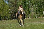 Frau reitet Haflinger / woman rides haflinger horse