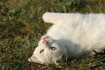 Hauskatze / domestic cat