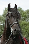 Friese Portrait / friesian horse portrait