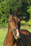 Warmblut Portrait / warmblood portrait