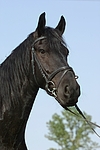 Friese Portrait / friesian horse portrait