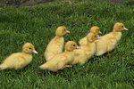 junge Warzenenten / young muscovy ducks