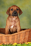 Rhodesian Ridgeback Welpe / rhodesian ridgeback puppy