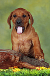 Rhodesian Ridgeback Welpe / rhodesian ridgeback puppy