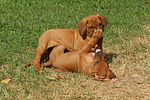 Rhodesian Ridgeback Welpen / rhodesian ridgeback puppies