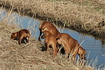 Ridgeback Ridgebacks und Rehpinscher / ridgeback ridgebacks and miniature pinscher