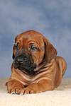 Rhodesian Ridgeback Welpe / rhodesian ridgeback puppy