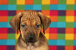 Rhodesian Ridgeback Welpe / rhodesian ridgeback puppy