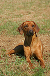 Rhodesian Ridgeback