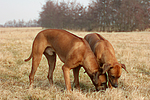 Rhodesian Ridgebacks