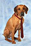 Rhodesian Ridgeback