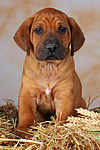 Rhodesian Ridgeback Welpe / rhodesian ridgeback puppy