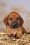 Rhodesian Ridgeback Welpe / rhodesian ridgeback puppy