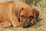 Rhodesian Ridgeback Welpe / rhodesian ridgeback puppy