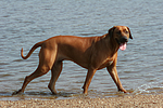 Rhodesian Ridgeback