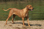 Rhodesian Ridgeback