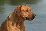 Rhodesian Ridgeback