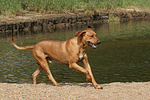 Rhodesian Ridgeback