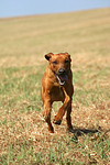 Rhodesian Ridgeback