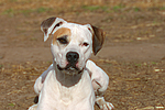 American Staffordshire Terrier Portrait