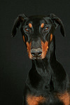 Dobermann / doberman pinscher