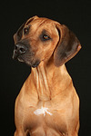 Rhodesian Ridgeback