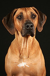 Rhodesian Ridgeback