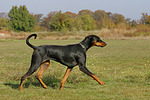 Dobermann / doberman pinscher