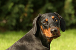 Dobermann / doberman pinscher