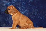 Rhodesian Ridgeback Welpe / rhodesian ridgeback puppy