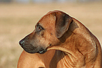 Rhodesian Ridgeback